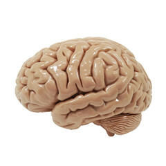 Brain, PNG graphic resource