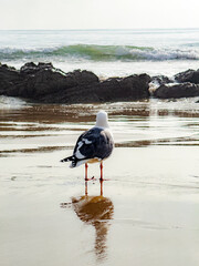 Seagull on the beach looking out at sea