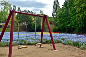 岡山　ネモフィラ　おかやまフォレストパーク　ドイツの森