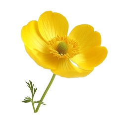 Buttercup, PNG graphic resource