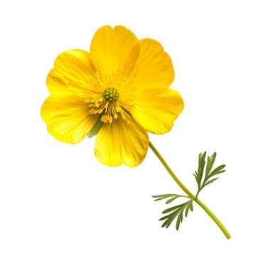 Buttercup, PNG graphic resource