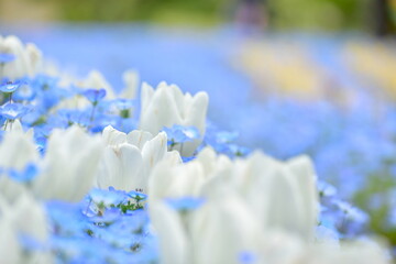 岡山　ネモフィラ　チューリップ　おかやまフォレストパーク　ドイツの森