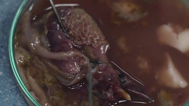 Study of Parasitic helminths (Trematodes) of marine fishes under a microscope.