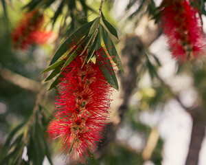 red berries of a pine