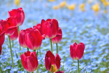 岡山　ネモフィラ　チューリップ　おかやまフォレストパーク　ドイツの森