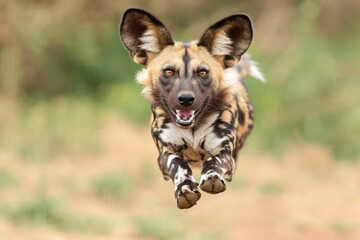 The funny antics of an African Wild Dog engaging in canine capers
