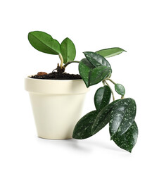 Pot with green plant on white background