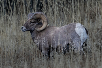 Bighorn sheep with vegetation in a National Park in Denver, Colorado.