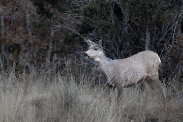 majestic deer set against a stunning natural backdrop. Perfect for a variety of creative projects, this photo effortlessly blends wildlife grace with the tranquility of nature.