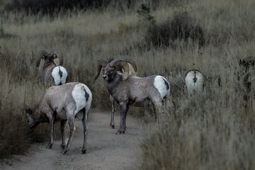 Bighorn sheep with vegetation in a National Park in Denver, Colorado.