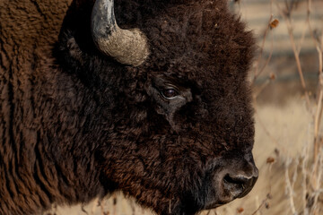close-up of a wild bison in the landscapes of Colorado in the United States