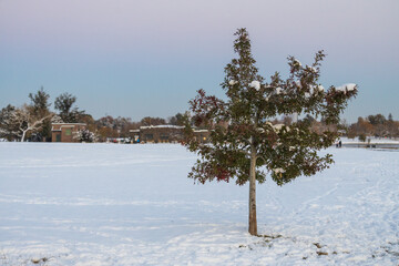 tree covered with snow at sunset in Park, Denver, Colorado.