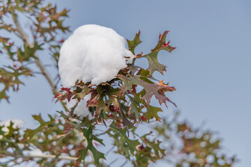 snow accumulated on the tree leaf at dusk.