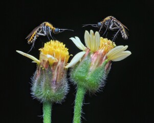 Toxophora on a flower