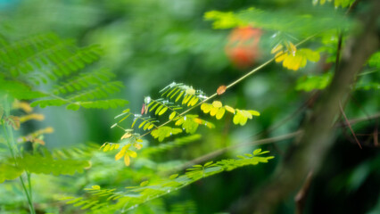 Green leaves soft focus nature background.