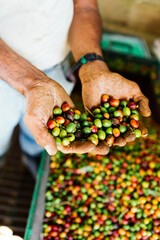 Culture de café au Costa Rica
