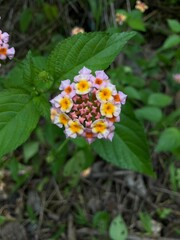lantana camara flower plants growing in the forest and tropical mountain, beautiful flowers with pink color
