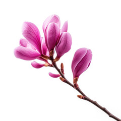pink magnolia flowers isolate on transparency background png 