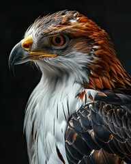 Obraz premium Portrait macro Bonelli's Eagle isolated on black AI Generative