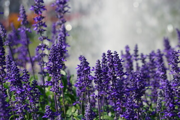 Beautiful purple flower background jpg.