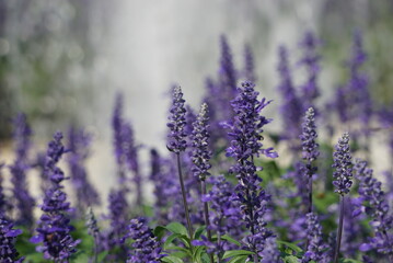Beautiful purple flower background jpg.