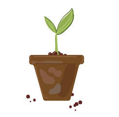 sprout in a pot