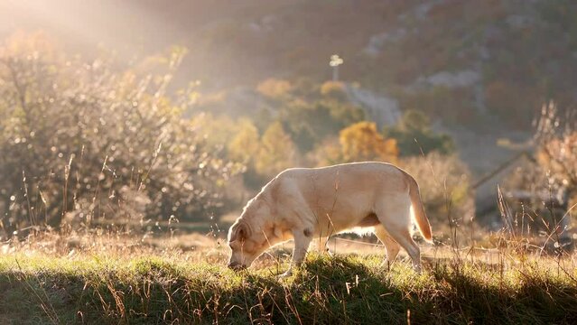 A Labrador Retriever dog forages in a sun-drenched meadow, morning light creating a serene scene