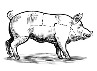Pig butcher chart. Hand-drawn black and white illustration