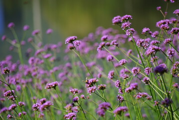 Beautiful purple flower background jpg.