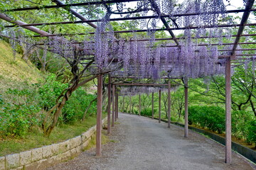 岡山　種松山公園西園地　藤　藤棚　公園
