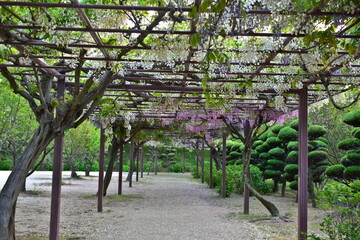 岡山　種松山公園西園地　藤　藤棚　公園