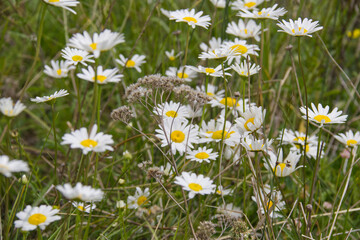 Fototapeta premium Wild Daisies in the Summer