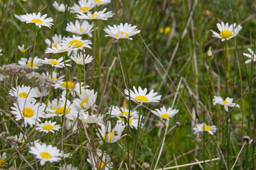 Fototapeta premium Wild Daisies in the Summer