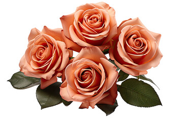 Romantic Roses Isolated On transparent background