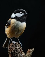 Naklejka premium Black-capped Chickadee isolated on black AI Generative