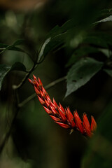 Red flowers in the jungle
