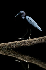 Blue heron fine art black background bird walking over tree trunk