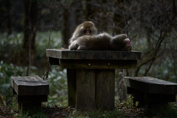 Family of cute monkeys in a Japanese rainforest, showcasing adorable grooming interactions. Curious expressions and funny behavior in their natural tropical habitat.