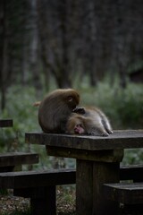 Mother monkey and baby bonding in Japan's jungle. Adorable grooming moments, curious expressions, and tropical wildlife captured in a captivating family portrait.