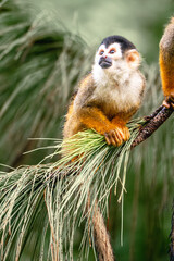 Obraz premium squirrel monkeys cute little small Costa Rica