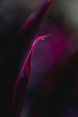 Cordyline fruticosa pink purple plant