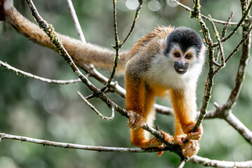 squirrel monkeys cute little small Costa Rica