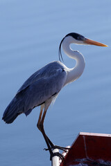 Garça Real Europeia na lagoa de Guaratiba - Maricá - RJ