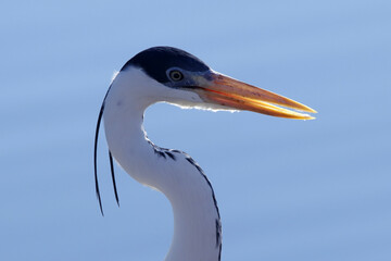 Garça Real Europeia na lagoa de Guaratiba - Maricá - RJ
