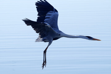 Garça Real Europeia na lagoa de Guaratiba - Maricá - RJ