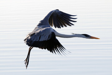 Garça Real Europeia  em voo rasante na lagoa de Guaratiba - Maricá - RJ