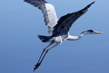 Garça Real Europeia em voo rasante na lagoa de Guaratiba - Maricá - RJ