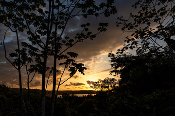 Silhouettes of trees with golden hour sky background