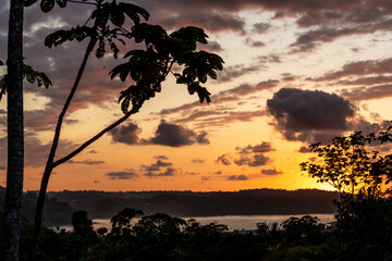 Silhouettes of trees with golden hour sky background