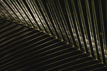 Naklejka premium beautiful palm leaf high contract texture close-up detail shot